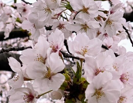 春の紫外線