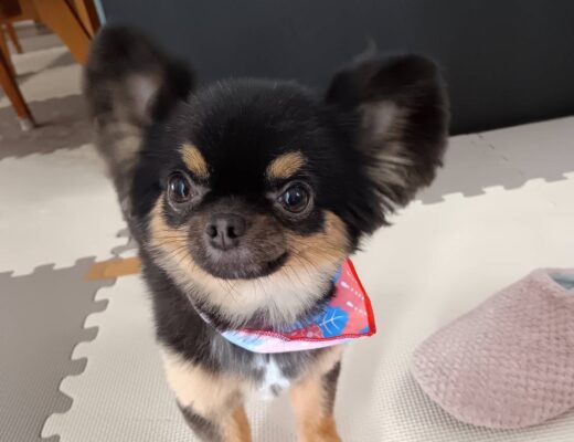 ケアマネジャーの仕事は将来性があるのか