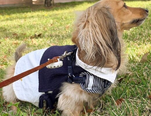 春ですよ。花粉の季節ですね
